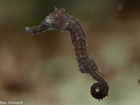 Hippocampus comes, Seepferdchen