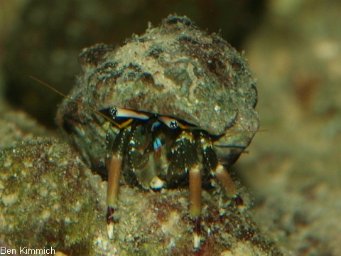Calcinus latens, Einsiedlerkrebs