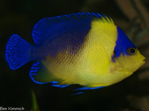 Zwergkaiserfische
