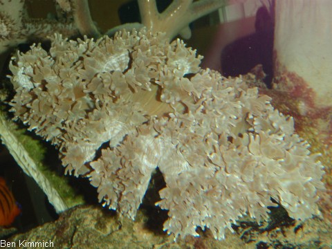 Physogyra lichtensteini, Lichtensteins Blasenkoralle