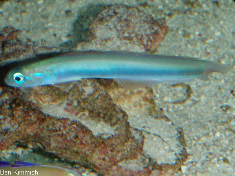 Ptereleotris melanopogon, Torpedogrundel