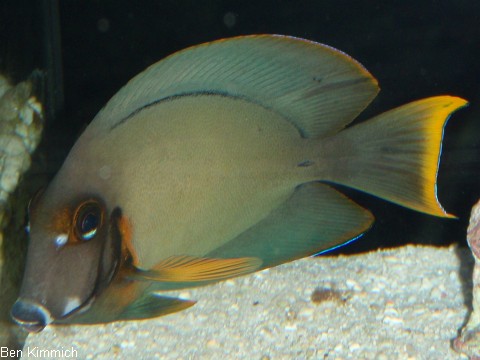 Acanthurus pyroferus, Schokoladen- oder Mimikrydoktor