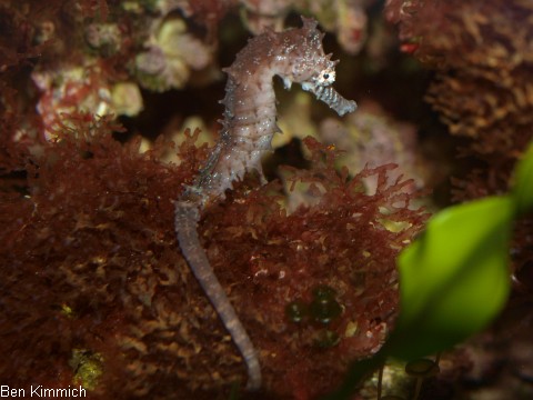 Hippocampus kimmich, Kimmichs Seepferdchen