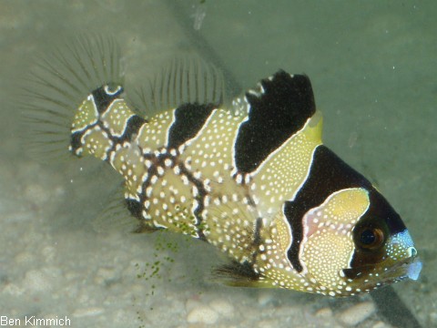 Pogonoperca punctata, Schneeflocken-Seifenbarsch