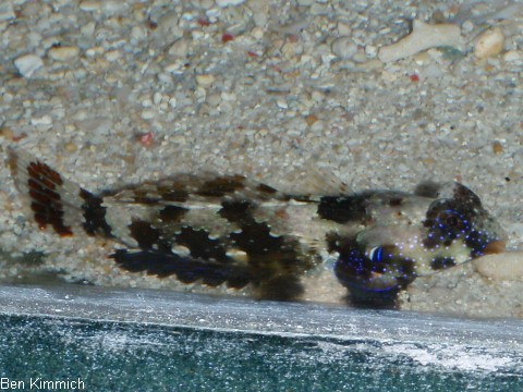 Synchiropus ocellatus, Augenfleck-Madarinfisch