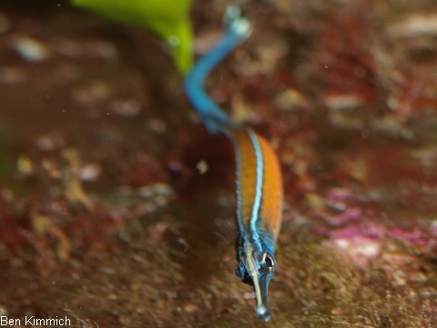 Doryrhamphus janssi, Jansis Seenadel