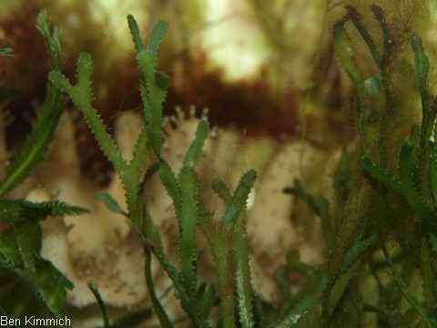 Caulerpa serrulata, Grnalge