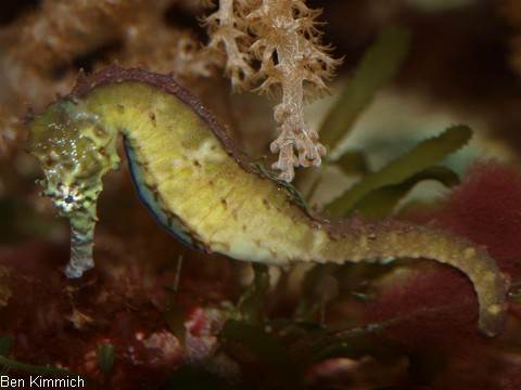 Hippocampus kimmich, Kimmichs Seepferdchen