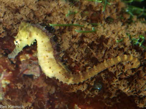 Hippocampus kimmich, Kimmichs Seepferdchen