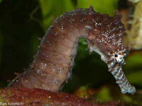 Hippocampus kimmich, Kimmichs Seepferdchen