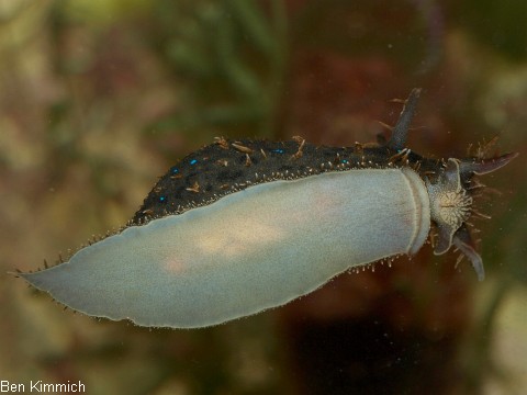 Stylocheilus spec., Blaupunkt Seehase