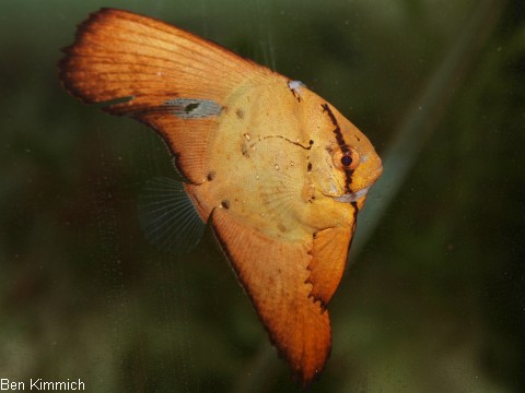 Platax, Fledermausfisch