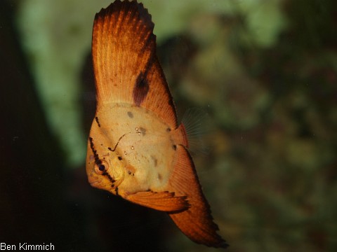 Platax, Fledermausfisch