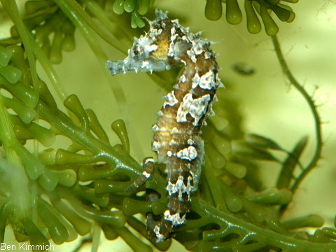 Hippocampus erectus, Seepferdchen
