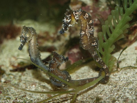 Hippocampus erectus, Seepferdchen