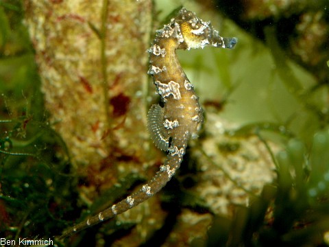 Hippocampus erectus, Seepferdchen