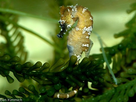 Hippocampus erectus, Seepferdchen
