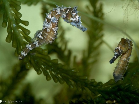 Hippocampus erectus, Seepferdchen