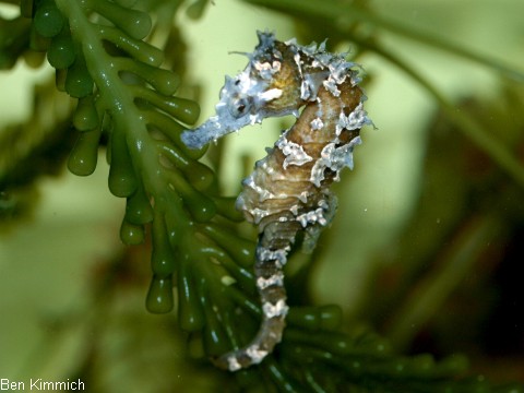 Hippocampus erectus, Seepferdchen