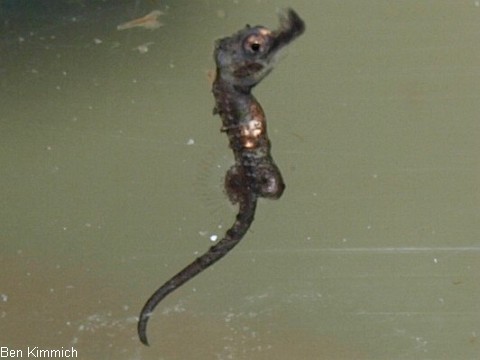 Hippocampus erectus, Linien-Seepferdchen Tag 2