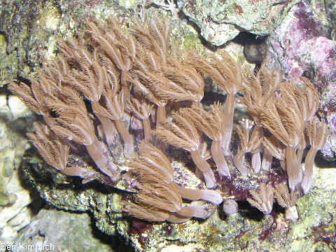 Anthelia sp. 03, Zartgefiederte Strausskoralle