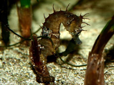 Hippocampus erectus, Seepferdchen