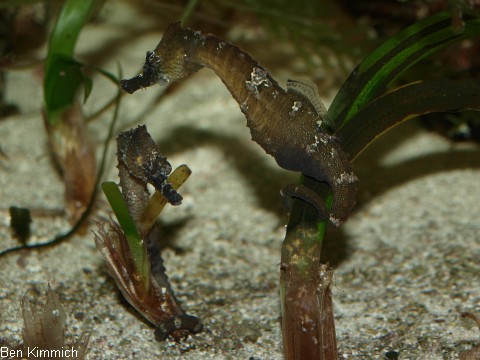 Hippocampus erectus, Seepferdchen