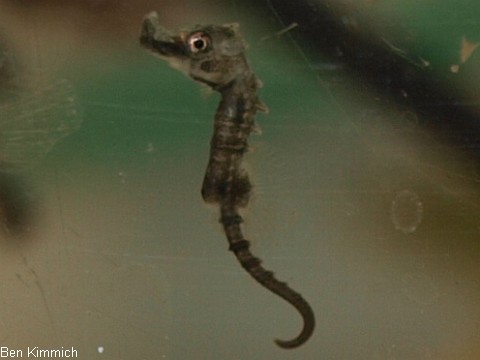 Hippocampus erectus, Linien-Seepferdchen Tag 1