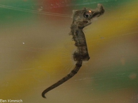 Hippocampus erectus, Linien-Seepferdchen Tag 1