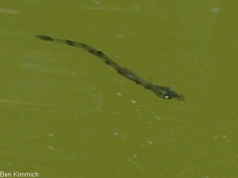 Doryrhamphus janssi, Jansis Seenadel Tag 1