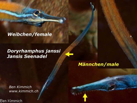 Doryrhamphus janssi, Jansis Seenadel