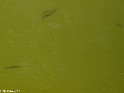 Doryrhamphus janssi, Jansis Seenadel Tag 3