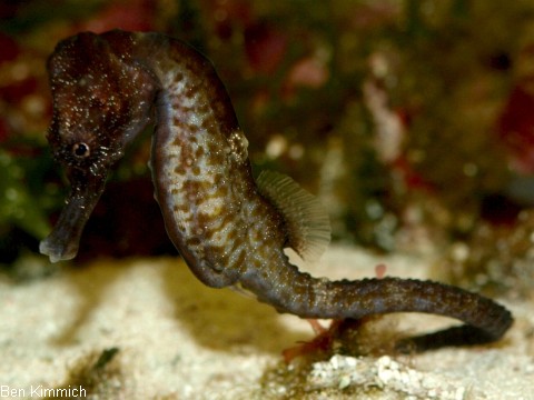 Hippocampus fuscus, Seepferdchen