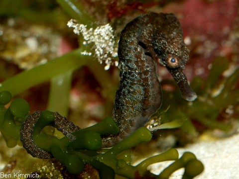 Hippocampus fuscus, Seepferdchen