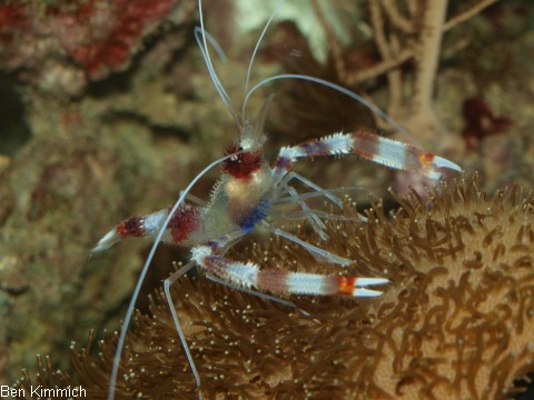 Stenopus, Scherengarnele