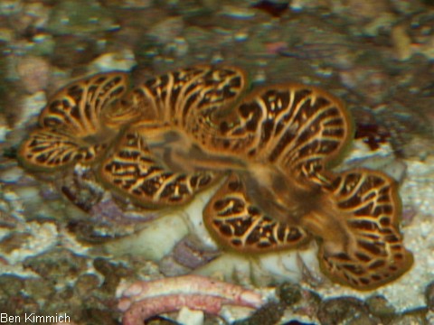 Tridacna, Mrdermuschel