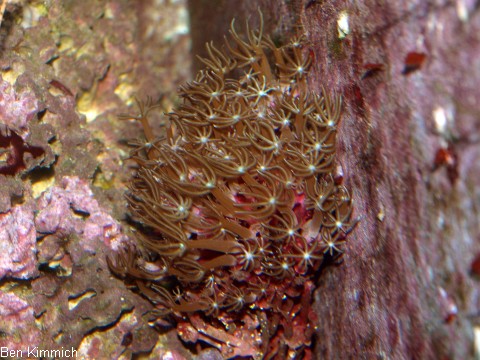 Tubipora musica, Orgelkoralle