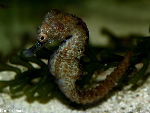 Hippocampus fuscus, Seepferdchen