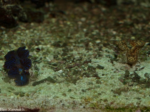 Tridacna, Mrdermuschel