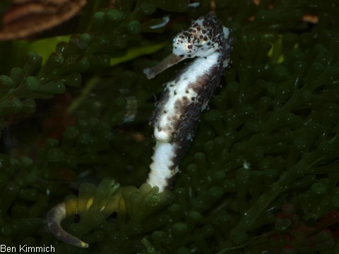 Hippocampus comes, Tigerschwanz Seepferdchen