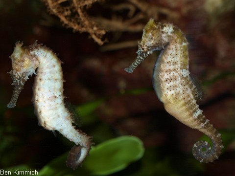 Hippocampus barbouri, Seepferdchen