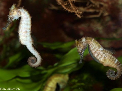Hippocampus barbouri, Seepferdchen
