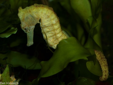 Hippocampus kuda, Seepferdchen