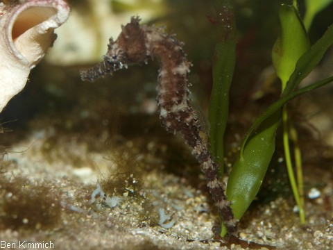 Hippocampus kimmich, Kimmichs Seepferdchen