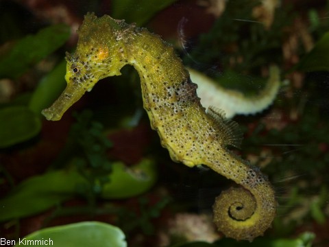 Hippocampus reidi, Langschnuziges Seepferdchen