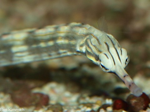 Corythoichthys sp 9, Malediven Seenadel