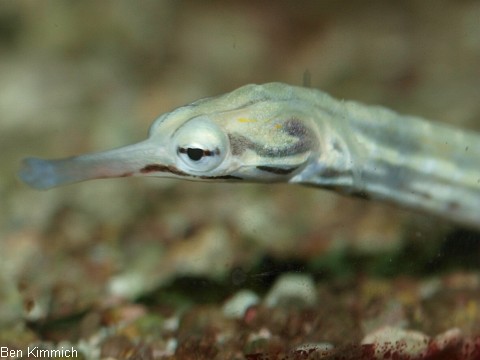 Corythoichthys sp 9, Malediven Seenadel