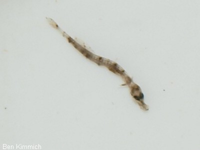 Doryrhamphus pessuliferus, Sulu Seenadel Tag 1