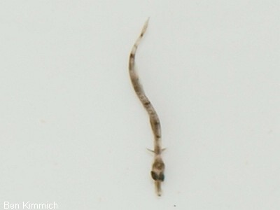 Doryrhamphus pessuliferus, Sulu Seenadel Tag 1