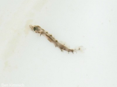 Doryrhamphus pessuliferus, Sulu Seenadel Tag 1